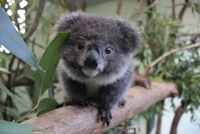 Предка коалы возрастом 25 млн лет нашли в Австралии
