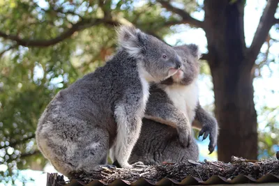 В Австралии после разрушительных пожаров коалы возвращаются в родные леса