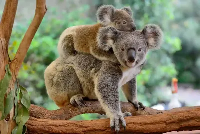 Коала: Функционально вымерший вид. Наши внуки, скорее всего, никогда не  увидят коал. Неудобная правда. Что случилось? | Пикабу