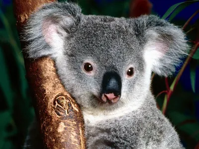 Почему коалы такие медленные и глупые - Рамблер/субботний