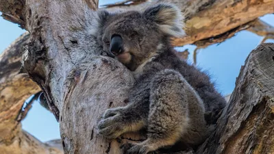 Портрет коалы стоковое фото. изображение насчитывающей серо - 144126252