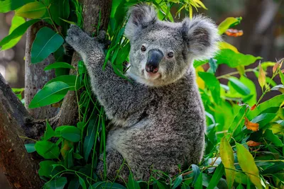 Кто такие коалы? | Научные знания | Дзен