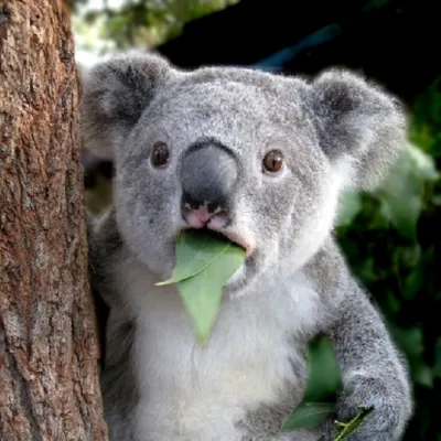 Нарисованная рукой милая иллюстрация шаржа коалы PNG , коала, растение,  мультфильм PNG картинки и пнг PSD рисунок для бесплатной загрузки