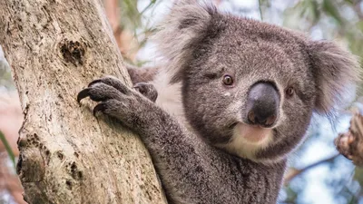 ФОТО: Милые коалы привели в восторг сильных мира сего - Delfi RU