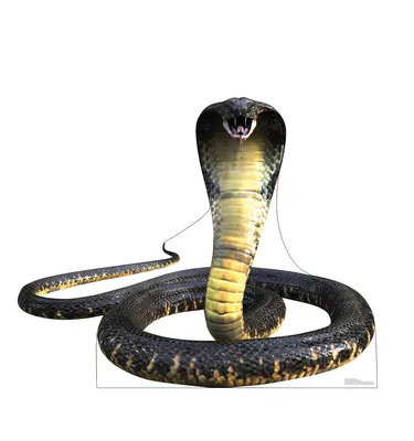 Indian Cobra (Naja naja) · iNaturalist