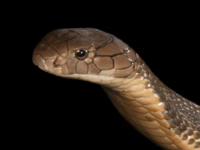 Snouted cobra - Wikipedia