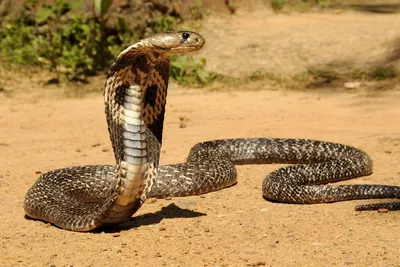 King cobra, facts and photos