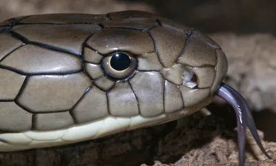 How to survive a cobra bite -- or better yet, avoid one entirely | CNN