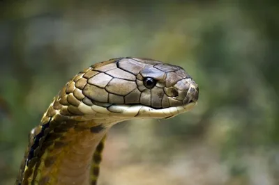 King cobra | Smithsonian's National Zoo and Conservation Biology Institute