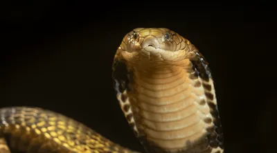 King Cobra - Virginia Zoo