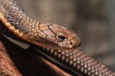 King Cobra | San Diego Zoo