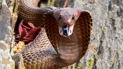 Missing king cobra found behind woman's dryer in Ocoee