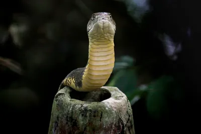 Image of a monstrous cybernetic king cobra with large metal fangs on Craiyon