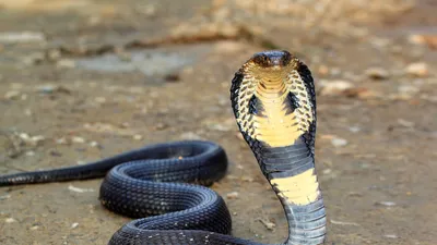 King Cobra Photos, Images and Pictures