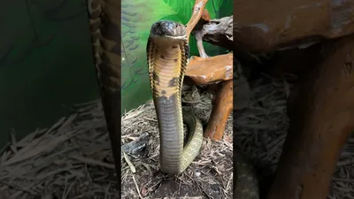 Life-Size King Cobra Snake Statue - Design Toscano