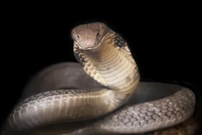 Adopt a Cobra | Symbolic Adoptions from WWF