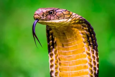 Massive KING COBRA! #short #shorts #animal #nature #wildlife #reptiles  #snake #cobra #kingcobra - YouTube
