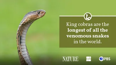 A Cobra Dance | Wild View