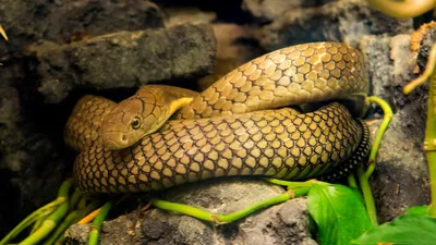 Cobra - KHAO SOK National Park, Thailand