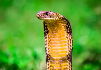 King Cobra Fact Sheet | Blog | Nature | PBS