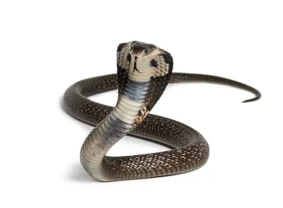 King Cobra - The Houston Zoo