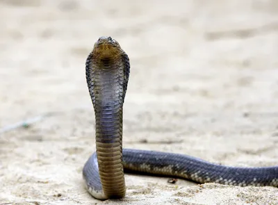 A green and black cobra snake on Craiyon
