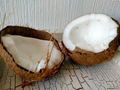 Свежий росток кокоса стоковое фото. изображение насчитывающей земля -  27858796