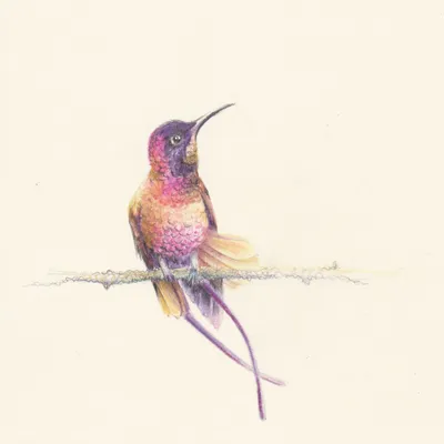 Иллюстрация Рисунок птица Колибри | Illustrators.ru