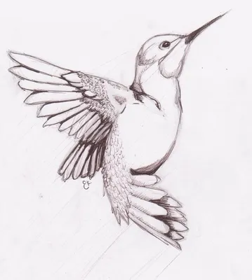 Птички-колибри. Подборка МК | Bird drawings, Bird sketch, Hummingbird  drawing