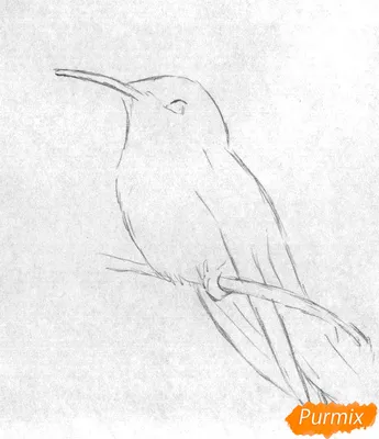 рисунок птицы, рисунок колибри, колибри, акварель, карандаш png | PNGEgg