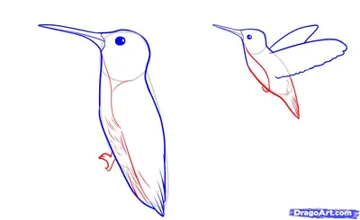 Колибри. Пошагово. | Колибри, Акварель