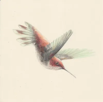 гравюра рисунок иллюстрация колибри PNG , клипарт колибри, античный, старый  PNG картинки и пнг рисунок для бесплатной загрузки
