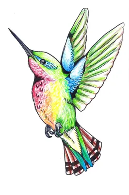 Птичка колибри эскиз. Скачать и распечатать