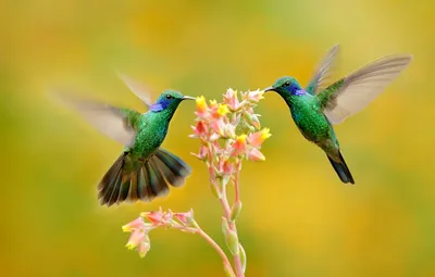 Красивая колибри на цветке …» — создано в Шедевруме