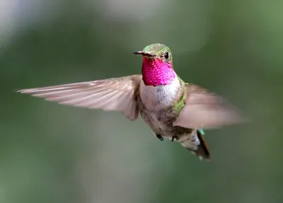 Пин от пользователя Melu Vazquez на доске AVES | Картинки, Обои, Колибри