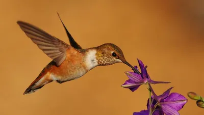Ученые доказали, что колибри могут летать боком - Российская газета