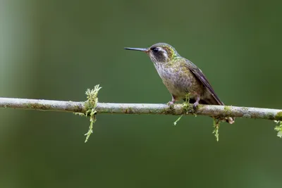 Необычные колибри. Рассказываем о самых маленьких птицах в мире