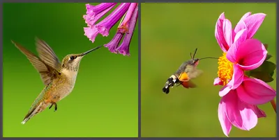 Ученые выяснили, как у колибри появилась способность к парящему полету