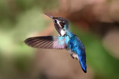 Маленькая яркая птичка колибри,на …» — создано в Шедевруме