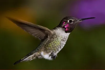 Ruby-throated Hummingbird male -Рубиновогорлый Колибри. Photographer Etkind  Elizabeth