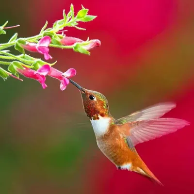 Ruby-throated Hummingbird -Рубиновогорлый колибри.. Photographer Etkind  Elizabeth