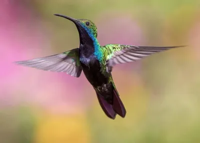 Что за “бабочка-колибри” радует глаза новороссийцев