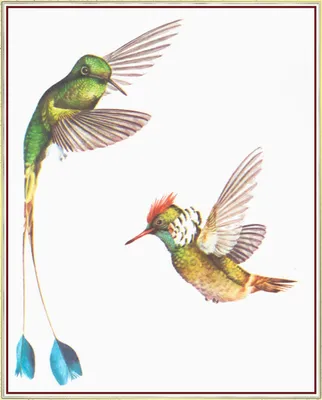 Картина по номерам - Изящный колибри с красками металлик extra  ©art_selena_ua (KHO6566)