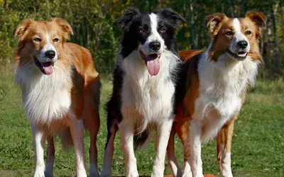 Бородатая колли (Bearded Collie) - это умная, смелая и выносливая порода  собак. Описание, фото и отзывы.