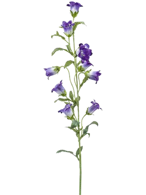 Колокольчик круглолистный (Campanula rotundifolia) - PictureThis
