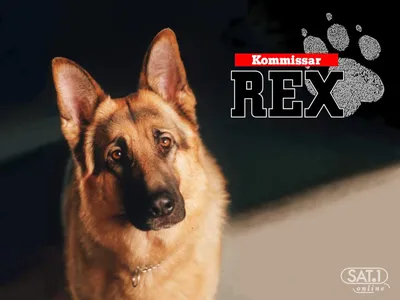 Комиссар Рекс» — ностальгический сериал о псе-полицейском