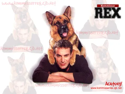 Комиссар Рекс», «Мухтар» и ещё 10 сериалов про служебных собак - обзор  сериала - фотографии - Кино-Театр.Ру