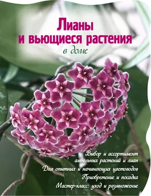 Купить 30/50 см палка для восхождения на растения кокосового мха палка  кокосового мха пальмовые лозы палка поддержка растений расширение  восхождение комнатные растения лианы | Joom