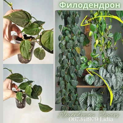 Лианы, ампельные, вьющиеся растения купить в Спб в mandarin-shop.ru