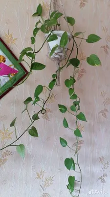 Пассифлора, комнатная лиана, цветение продолжительное,: 800 KGS ➤ Другие  комнатные растения | Гавриловка | 53087678 ᐈ lalafo.kg